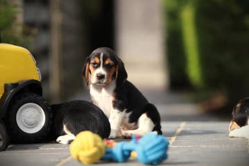 Beagle pups, Parvo, België, Beagle, 8 tot 15 weken