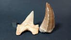 Mosasaurus en haai - Fossiele tanden - Hainosaurus Boubker y
