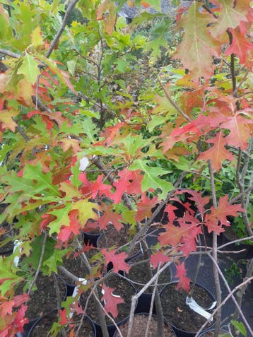 Moeraseik moeras eik Quercus palustris in pot €15, Ophalen, In pot