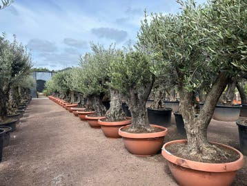 Trachycarpus fortunei palmbomen,Olijfbomen,Vijgenbomen,Vijg!, Ophalen of Verzenden, 100 tot 250 cm, Olijfboom, Volle zon