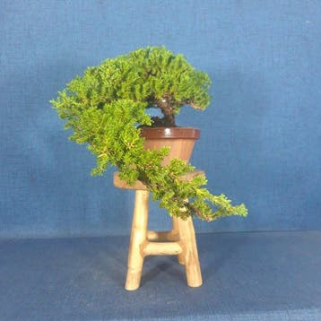 Jeneverbes bonsai (Juniperus) - Hoogte (boom): 12 cm -
