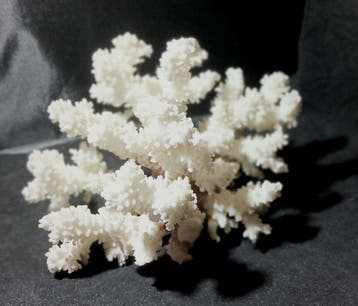 Koraal Koraal - Acropora (Zonder minimumprijs)