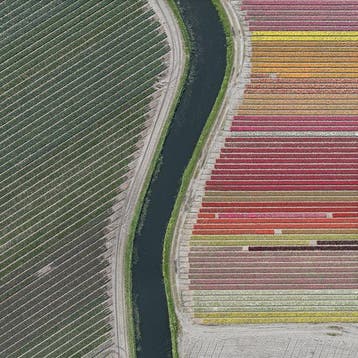 Bernhard Lang - AV_Tulip_Fields_027 XL