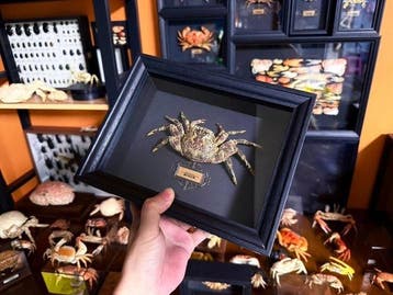 Krab Taxidermie wandmontage - Plagusia squamosa - 18 cm - 13
