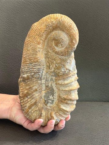 Ammoniet - Fossiel skelet - acrioceras - 27 cm - 14 cm