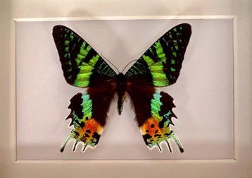 Vlinder Taxidermie volledige montage - Urania Ripheus - 15, Antiek en Kunst, Curiosa en Brocante