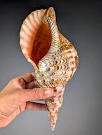 Tritons Trompet Zeeslak Schelp Skelet - Charonia tritonis -, Nieuw