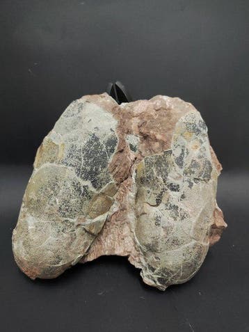 Gefossiliseerd ei - Oviraptorosaur-type dinosaur egg - 23 cm