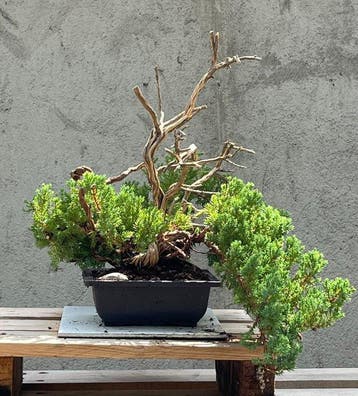 Jeneverbes bonsai (Juniperus) - Hoogte (boom): 33 cm -