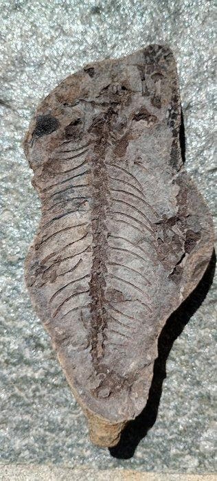 Pararettile fossiel - Fossiel skelet - Barasaurus besairieii