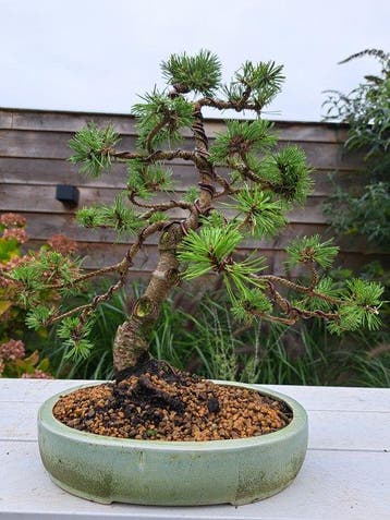 Den bonsai (Pinus) - Hoogte (boom): 40 cm - Diepte (boom):