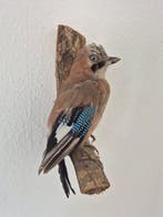 Gaai Taxidermie volledige montage - Garrulus glandarius - 15, Nieuw