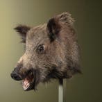 Wild Zwijn Middel Taxidermie Opgezette Dieren By Max, Ophalen of Verzenden, Nieuw, Wild dier, Opgezet dier