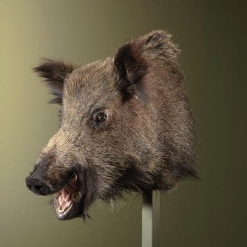 Wild Zwijn Middel Taxidermie Opgezette Dieren By Max, Verzamelen, Dierenverzamelingen, Ophalen of Verzenden, Nieuw, Wild dier