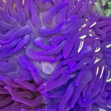 Macrodactyla Doreensis Paars, Dieren en Toebehoren, Ophalen of Verzenden, Nieuw