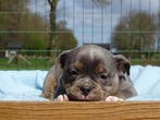 Old English Bulldog pups! | Mogen mee! | Hartelijk Welkom., Parvo, Nederland, 8 tot 15 weken, Bulldog