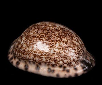 Gastropode Zeeschelp - XL RARE SIZE — “Arabian Mosaic”