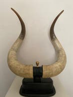 Spaanse stier Hoorns - Toro - 77 cm - 67 cm - 30 cm, Antiek en Kunst
