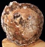Versteend houtplaat - Gefossiliseerd hout - Araucaria - 35.5