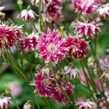 Aquilegia vulgaris Nora Barlow - Wortelgoed - 5 stuks, Tuin en Terras, Verzenden
