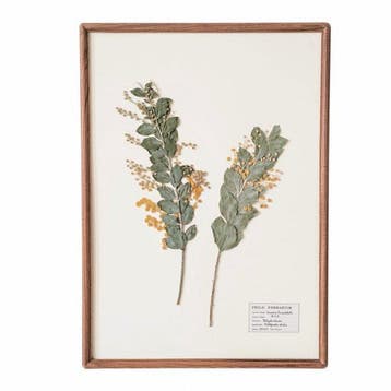 Acacia-soort Taxidermie volledige montage - Leucaena