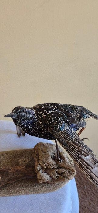 Merle - Etourneau sansonnet Taxidermie wandmontage - Turdus, Verzamelen, Dierenverzamelingen, Nieuw