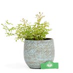 Roos White Fairy Dwerg trosroos + Pot 17cm, Verzenden, Volle zon
