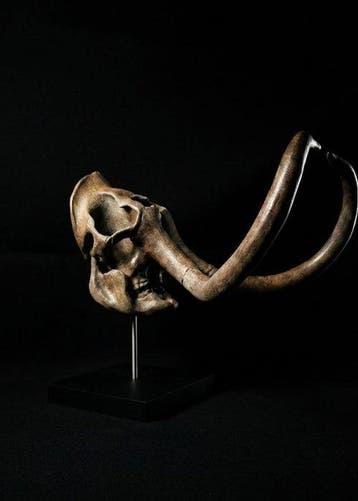 Wolharige mammoet Taxidermie replica montage - Replica