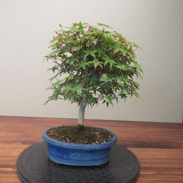 Acer palmatum - Hoogte (boom): 26 cm - Diepte (boom): 25 cm