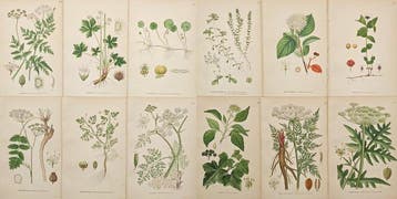 Carl Axel Magnus Lindman (1856–1928) - Set of 12: Botanical