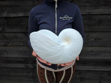 Bloempot - XL Shell - Nieuw - polyresin, Nieuw
