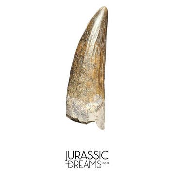 Mooi bewaard Suchomimus tenerensis, spinosauride dinosaurus