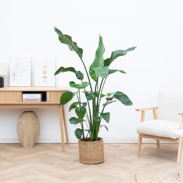 Green Bubble - Strelitzia Nicolai - 150cm - Ø21 cm, Huis en Inrichting, Kamerplanten, Ophalen of Verzenden