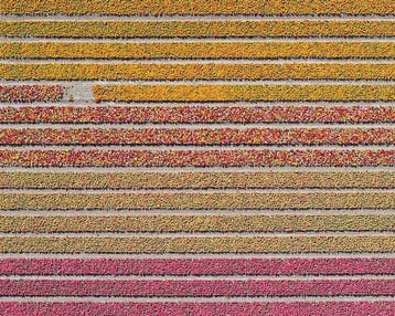 Bernhard Lang - AV_Tulip_Fields_016