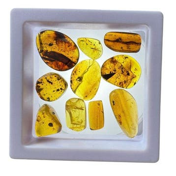 Birmese barnsteen - Barnsteen - Lot of 10 Burmese Amber
