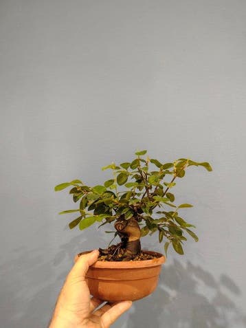 bonsai van een perzikboom - Hoogte (boom): 25 cm - Diepte