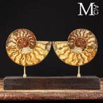 Prehistorische elegantie: Cleoniceras Sezionata -