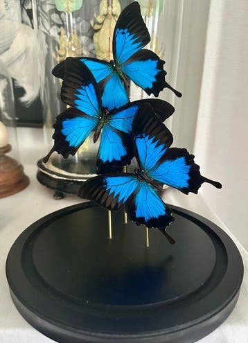 Vlinder Taxidermie volledige montage - Papilio Ulysses - 30