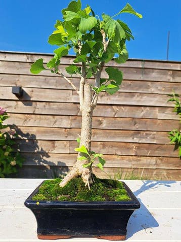 Ginkgo bonsai (Ginkgo biloba) - Hoogte (boom): 37 cm -, Antiek en Kunst