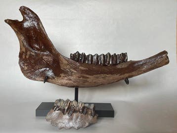 Steppewisent - Fossiele schedel - Bison Priscus - 41 cm