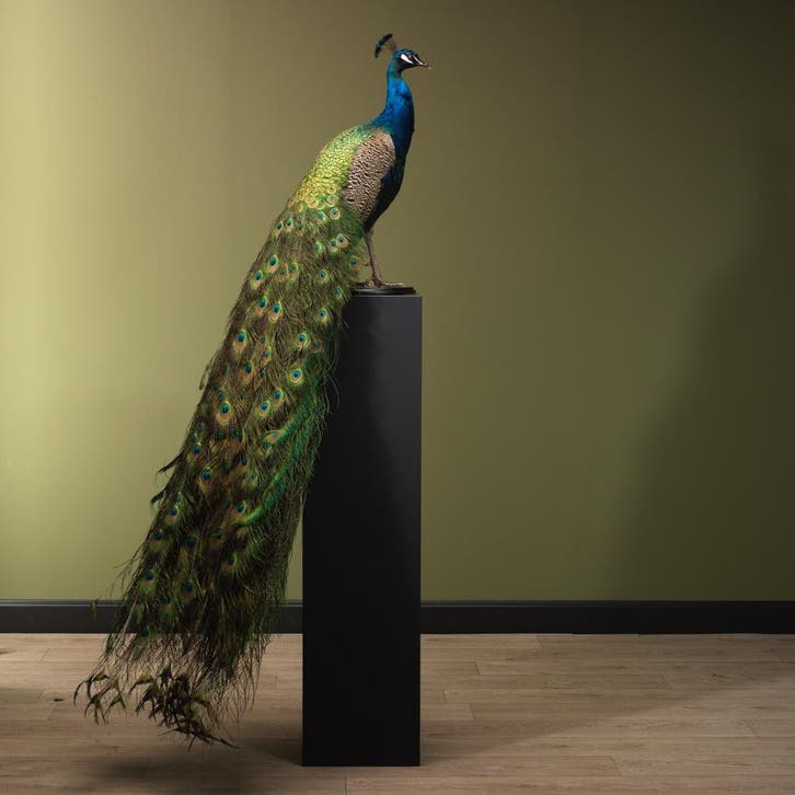 Blauwe Pauw Taxidermie Opgezette Dieren By Max, Verzamelen, Dierenverzamelingen, Opgezet dier, Nieuw, Vogel, Ophalen of Verzenden
