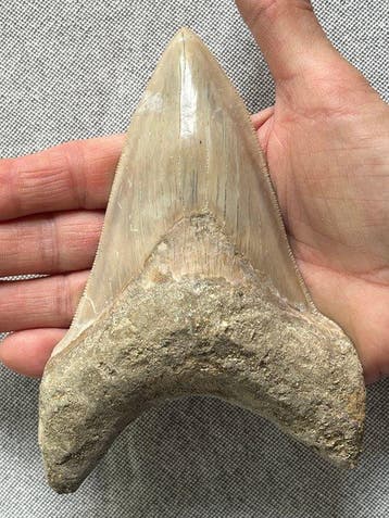 Groot Megalodon-tand 14,7 cm - Fossiele tand - Carcharocles