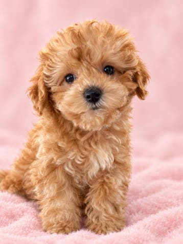 Mini maltipoo pups uit geteste ouders , laatste 2, Parvo, Overige rassen, 8 tot 15 weken, Meerdere