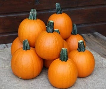 Annabelle F1 PMT kleine halloweenpompoen 50 zaden, Ophalen of Verzenden, Nieuw