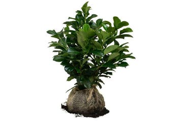 Laurier Etna, Wintergroene Haag, Laurier Haag, Compacte haag, Tuin en Terras, Planten | Struiken en Hagen, Ophalen of Verzenden