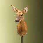 Reebok Zomervacht V Taxidermie Opgezette Dieren By Max, Ophalen of Verzenden, Nieuw, Wild dier, Opgezet dier