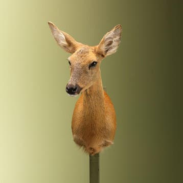 Reebok Zomervacht V Taxidermie Opgezette Dieren By Max, Ophalen of Verzenden, Nieuw, Wild dier, Opgezet dier