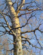 Sergei Flitov (1964) - Beau Bouleau sous le Soleil de