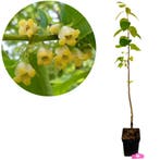 Diospyros kaki Pollinator + Pot 23cm, Verzenden, Volle zon