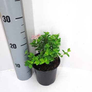 Spiraea japonica Little Princess | Spirea | € 1,50, Ophalen, Struik